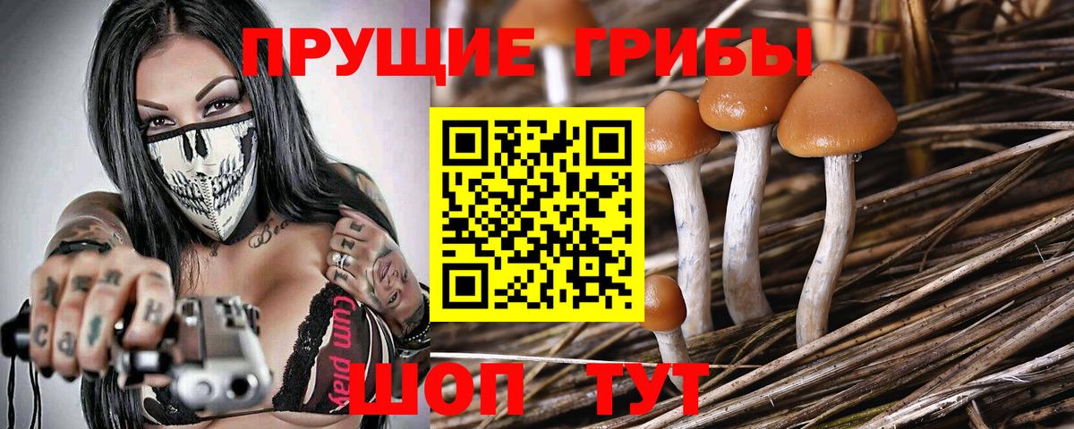 Тайшет  Галлюциногенные грибы ЛСД  купить закладку  Вход с VPN  Галлюциногенные грибы мухоморы 